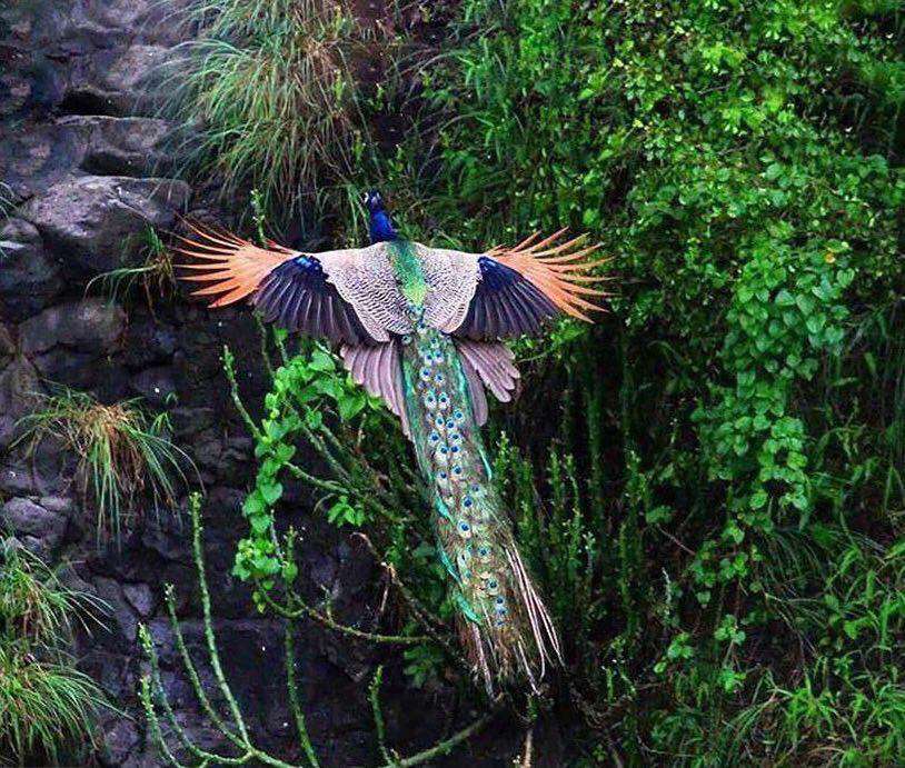 اغلب مردم طاووس را در باغ ‌وحش دیده‌اند، اما کمتر کسی منظره زیبای پرواز این پرنده را مشاهده کرده است